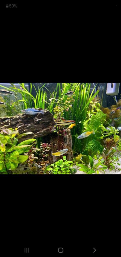 דני דג דני דג