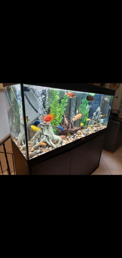 דני דג דני דג