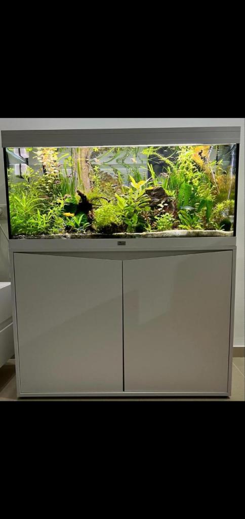 דני דג דני דג