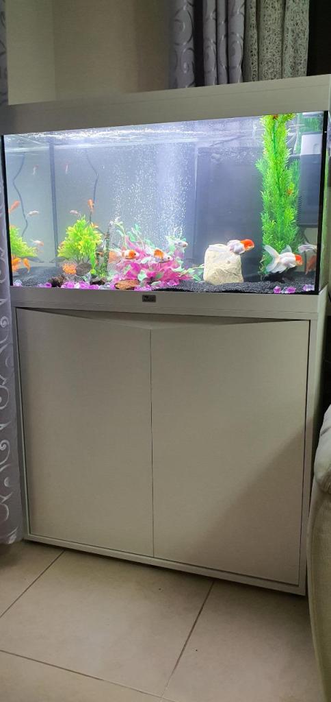 דני דג דני דג