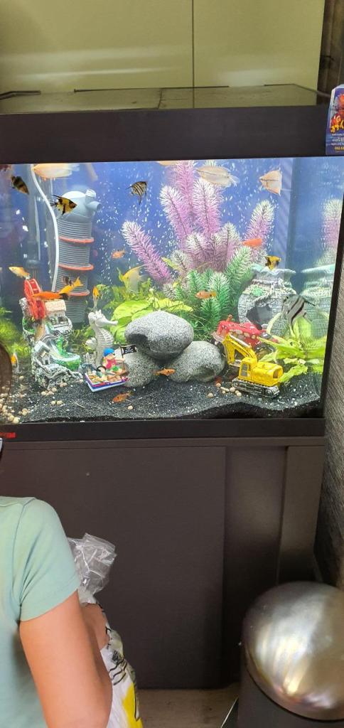 דני דג דני דג