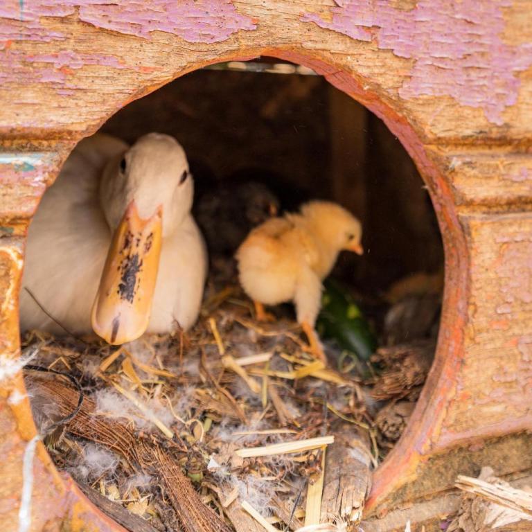חוות הנדיב חוות הנדיב