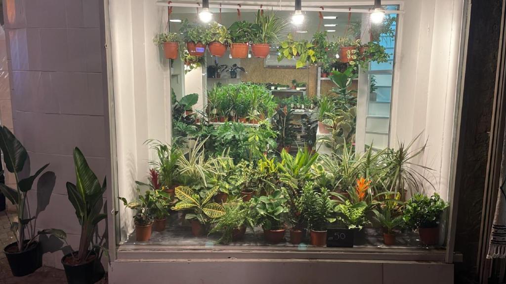 אואסיס אואסיס