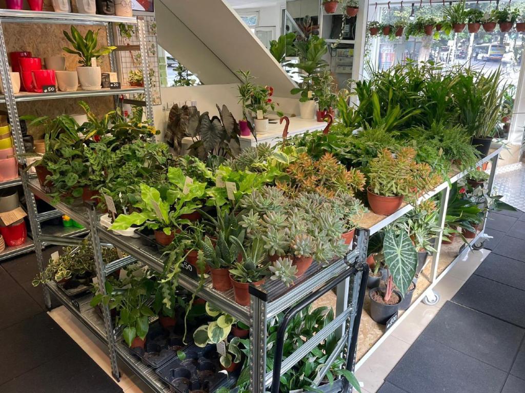 אואסיס אואסיס