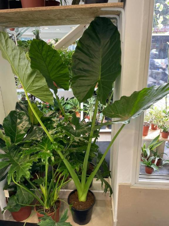 אואסיס אואסיס