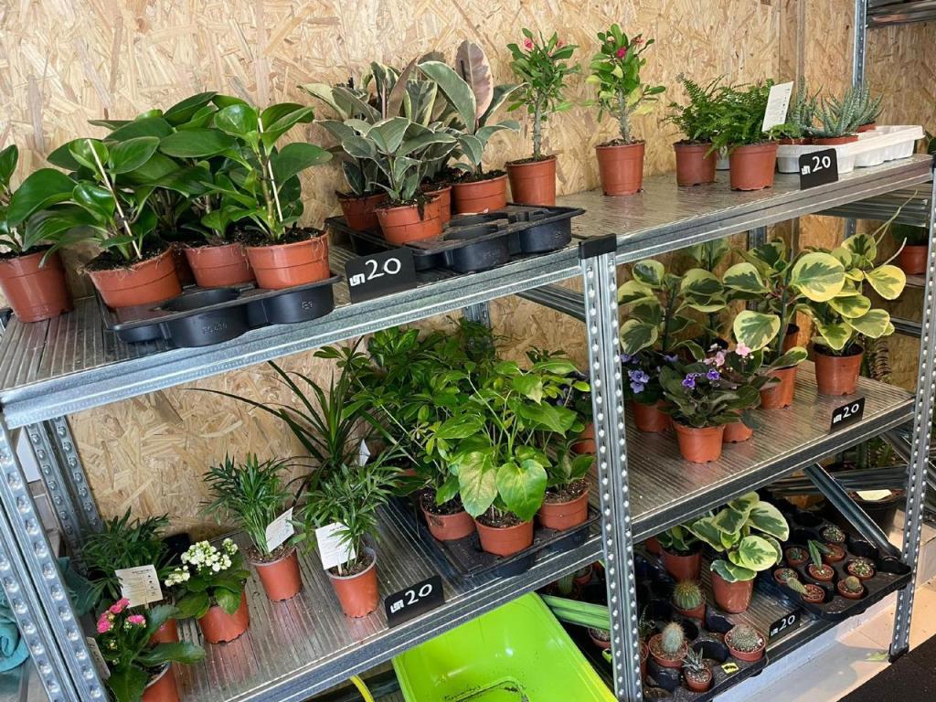 אואסיס אואסיס