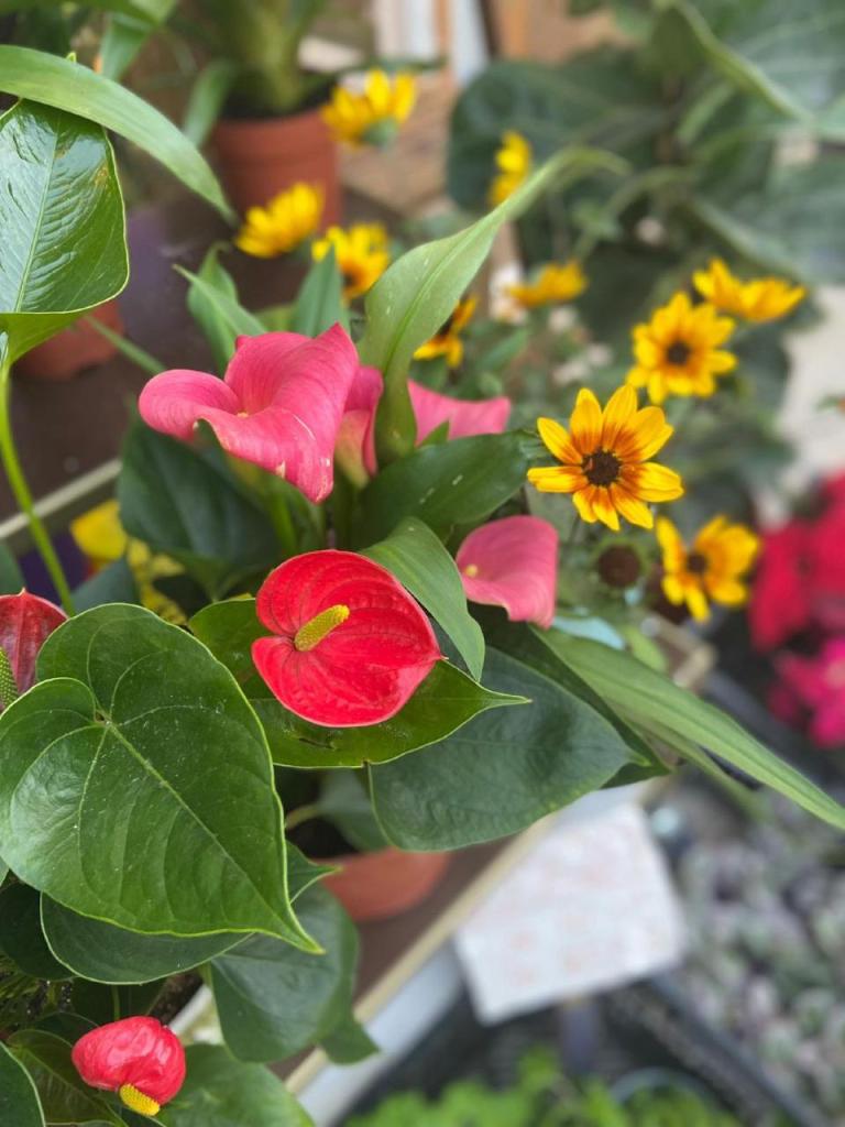 פרחי מתן פרחי מתן