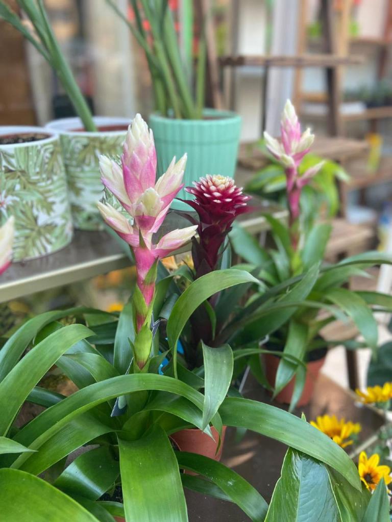 פרחי מתן פרחי מתן