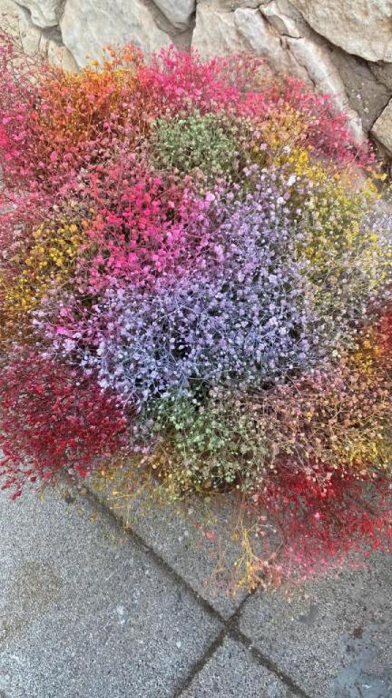 פרחי מתן פרחי מתן