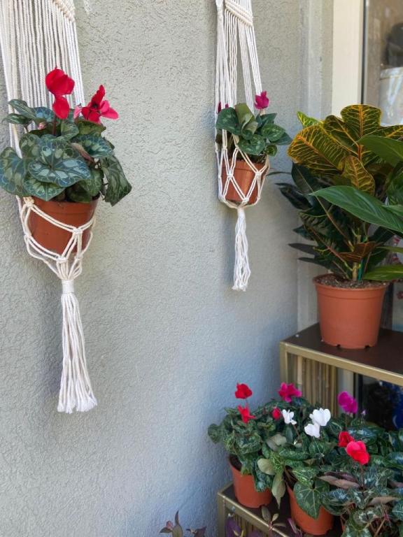 פרחי מתן פרחי מתן