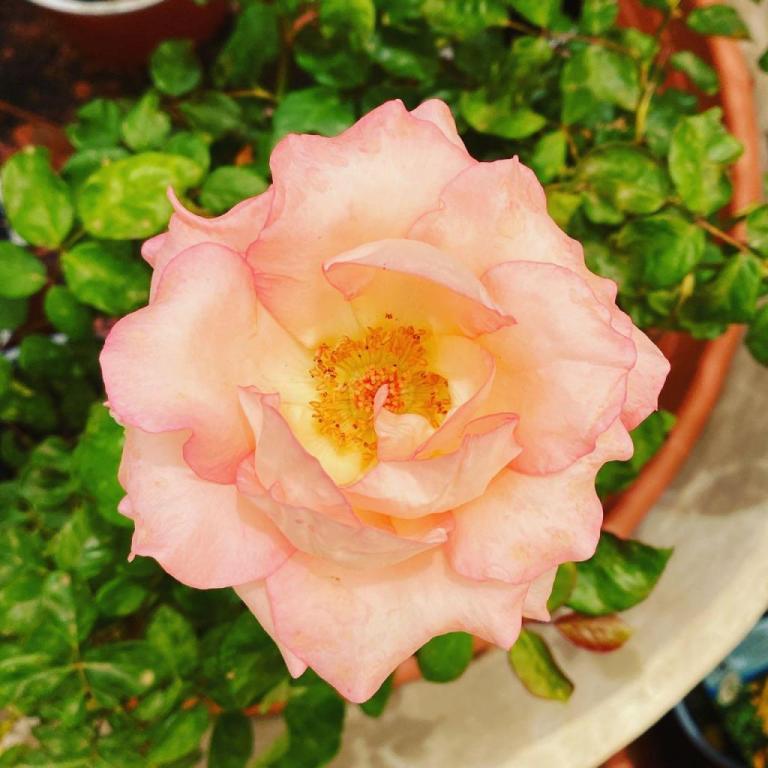 משתלת קצרין משתלת קצרין