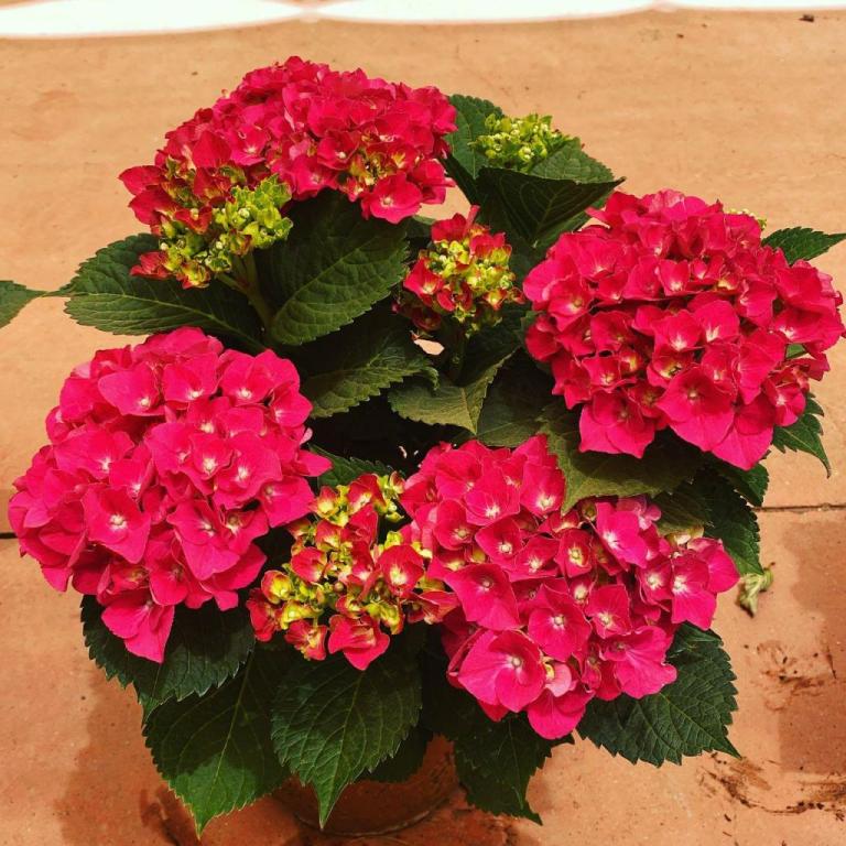 משתלת קצרין משתלת קצרין