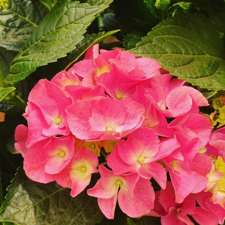 משתלת קצרין משתלת קצרין