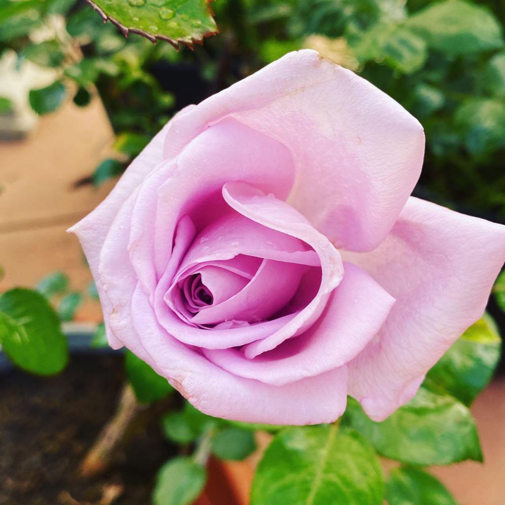 משתלת קצרין משתלת קצרין