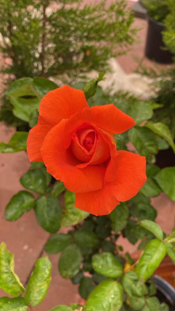 משתלת קצרין משתלת קצרין