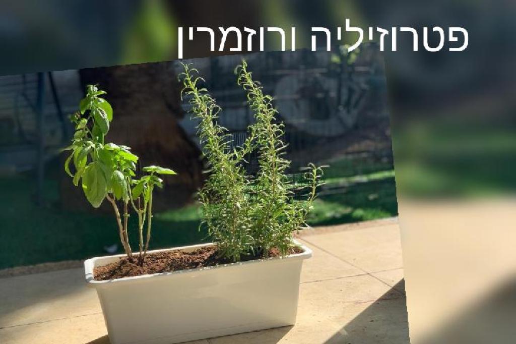 שתילי הבוטיק שתילי הבוטיק