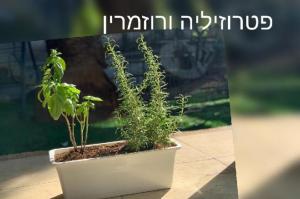שתילי הבוטיק
