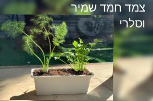 שתילי הבוטיק