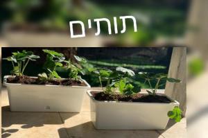 שתילי הבוטיק