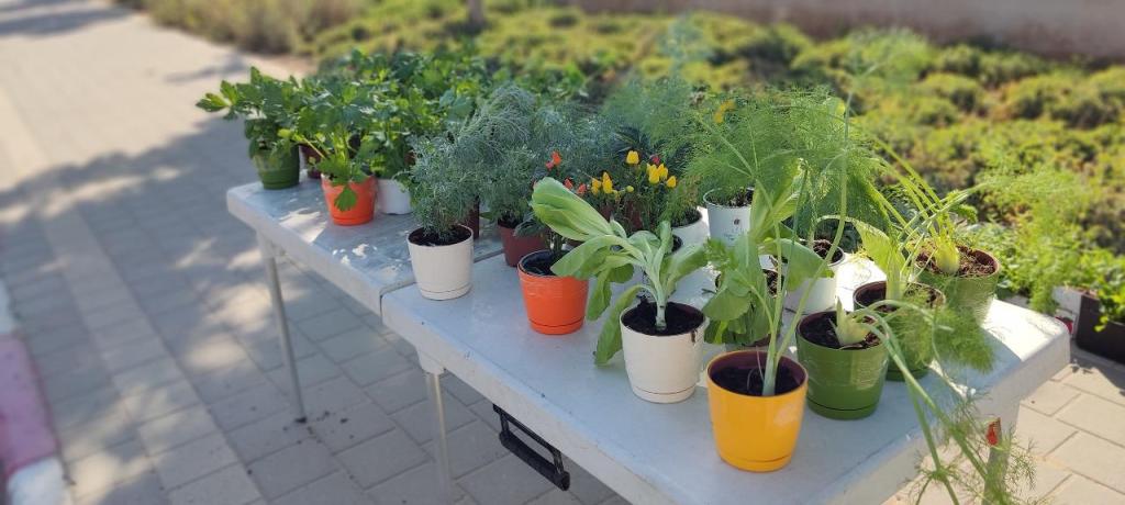 שתילי הבוטיק שתילי הבוטיק