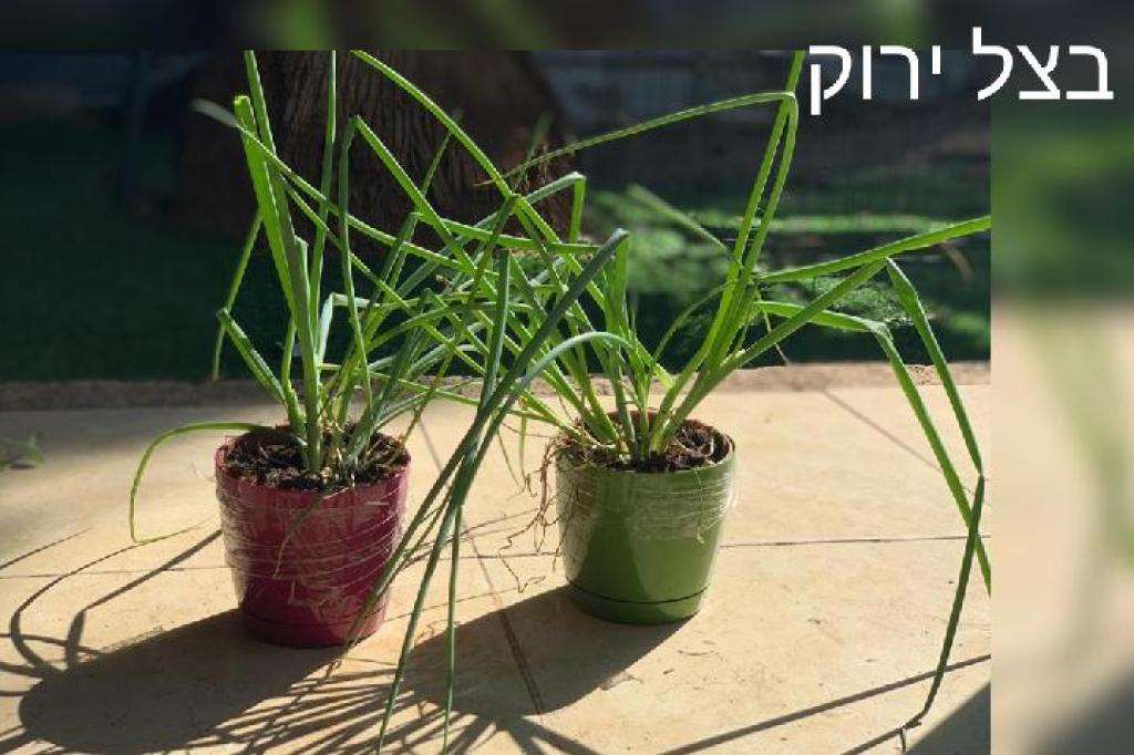 שתילי הבוטיק שתילי הבוטיק