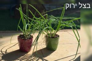 שתילי הבוטיק