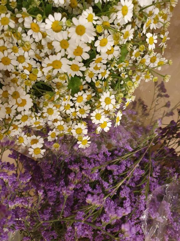 פרחים אצל איילת פרחים אצל איילת