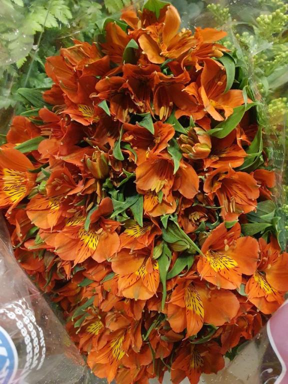 פרחים אצל איילת פרחים אצל איילת