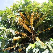 Sybaris Specialty