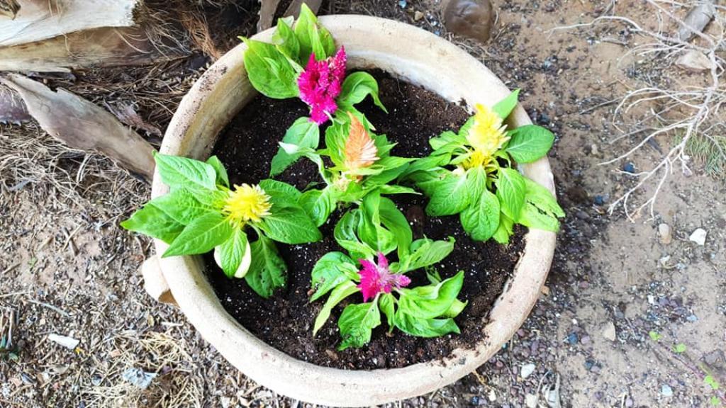 גולדמן ניהול ואחזקה גולדמן ניהול ואחזקה