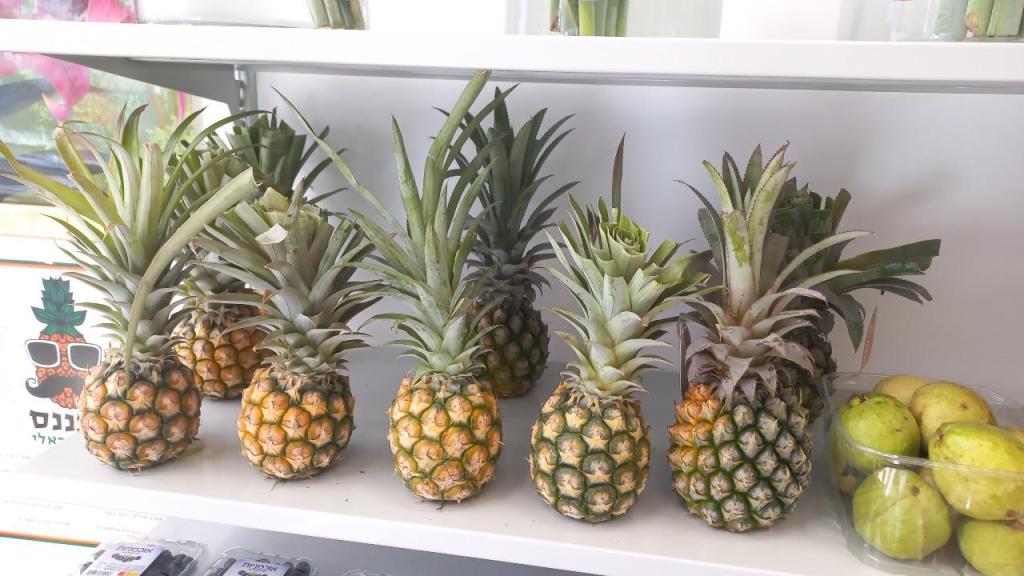 הקערה הקערה