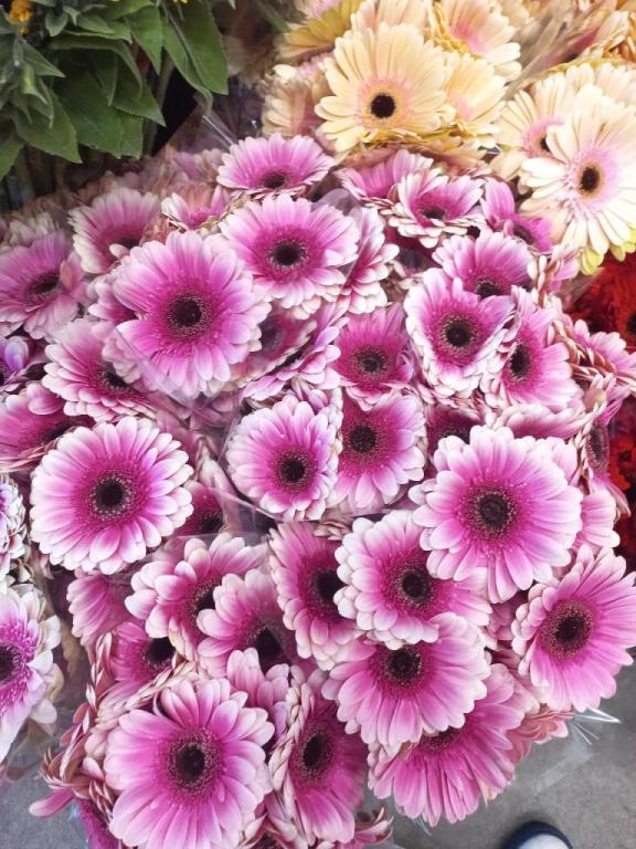 הקערה הקערה