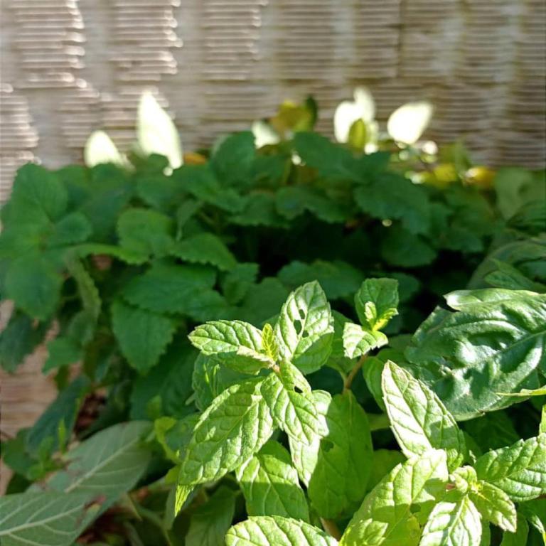 י. כלף גינון ופיתוח י. כלף גינון ופיתוח