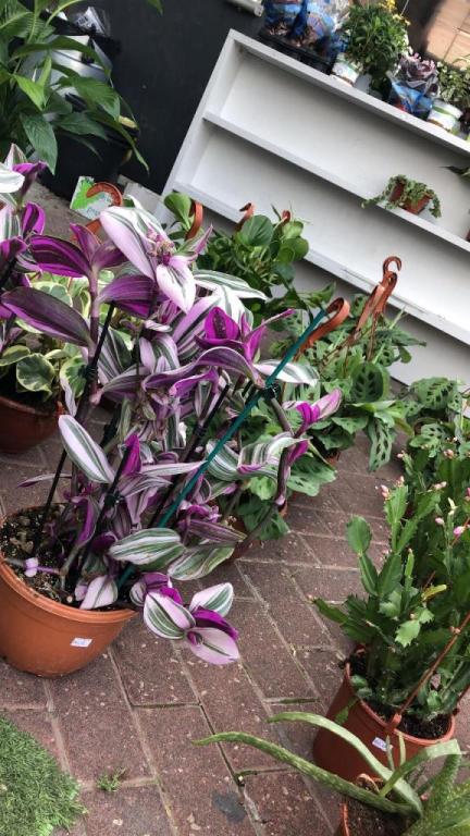 משתלת אביטל משתלת אביטל