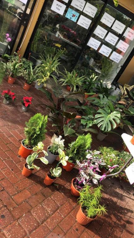 משתלת אביטל משתלת אביטל