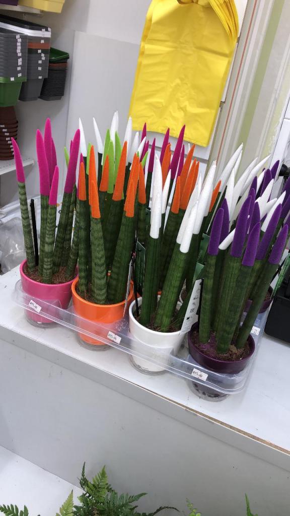 משתלת אביטל משתלת אביטל