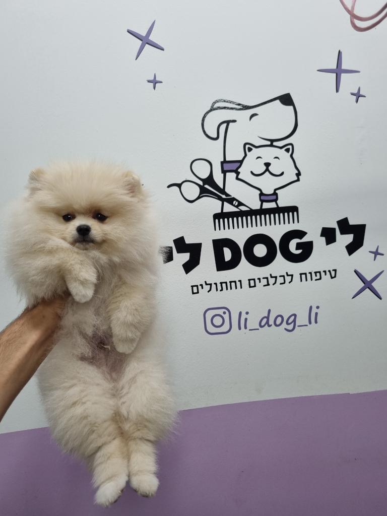 לידוג לי לידוג לי