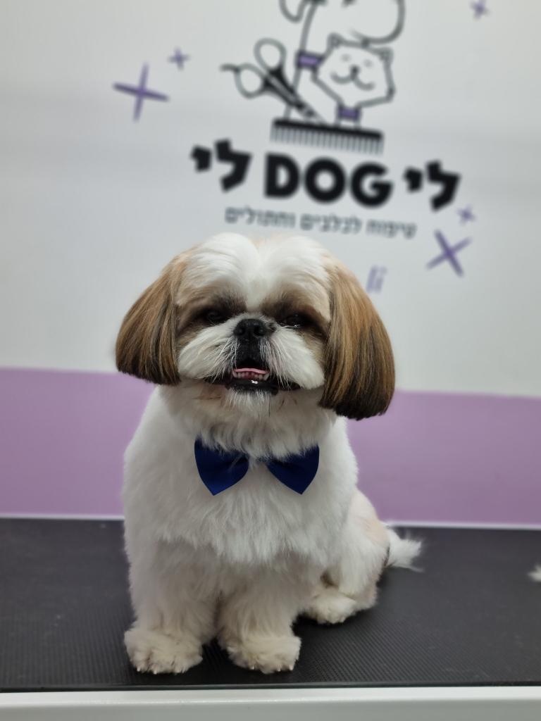 לידוג לי לידוג לי