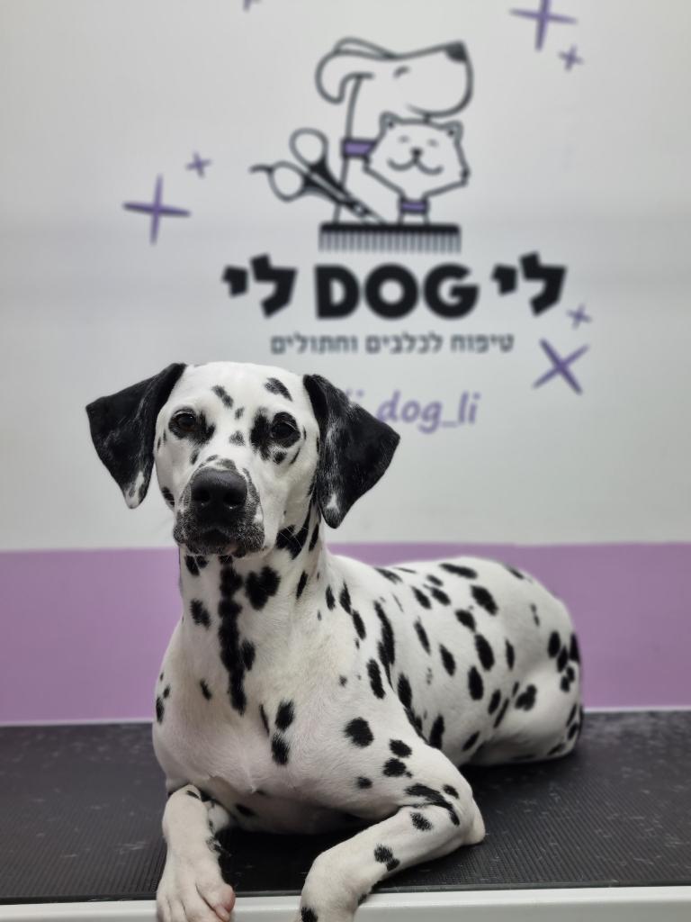 לידוג לי לידוג לי