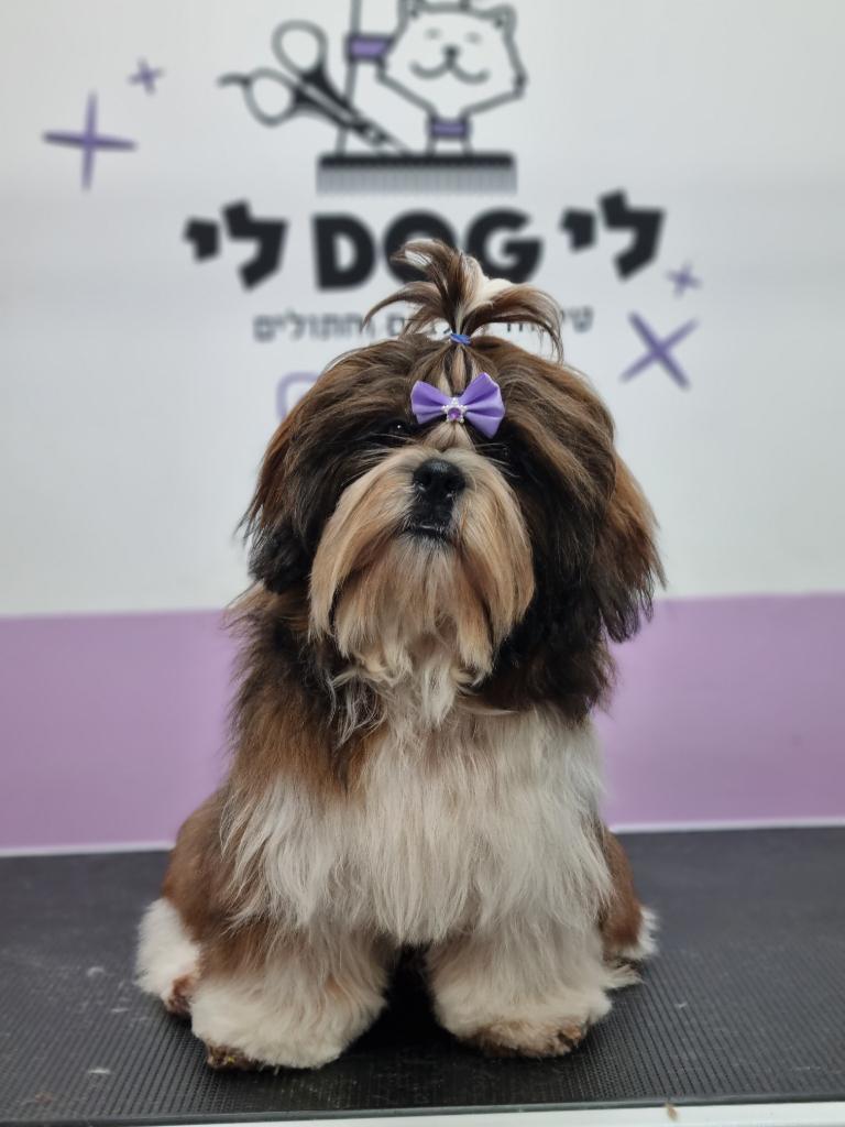 לידוג לי לידוג לי