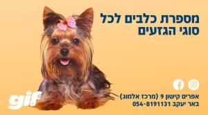 גיף