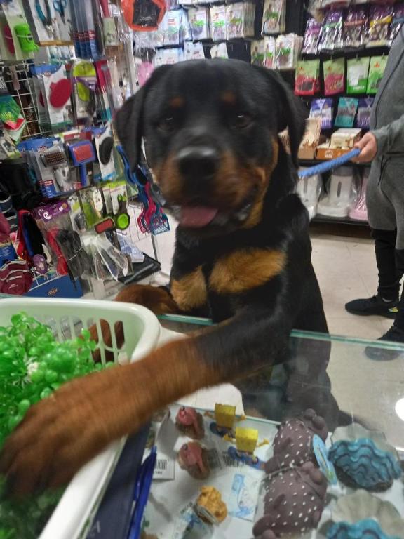 פודלס פודלס