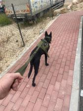 4DOG