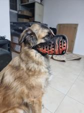 4DOG