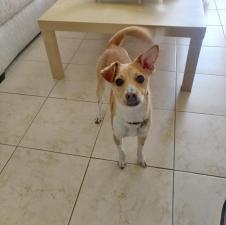Readogs