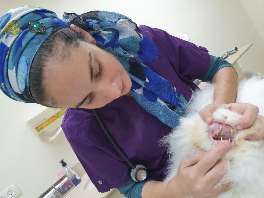 מרפאה וטרינרית קיפודן 18 מרפאה וטרינרית קיפודן 18