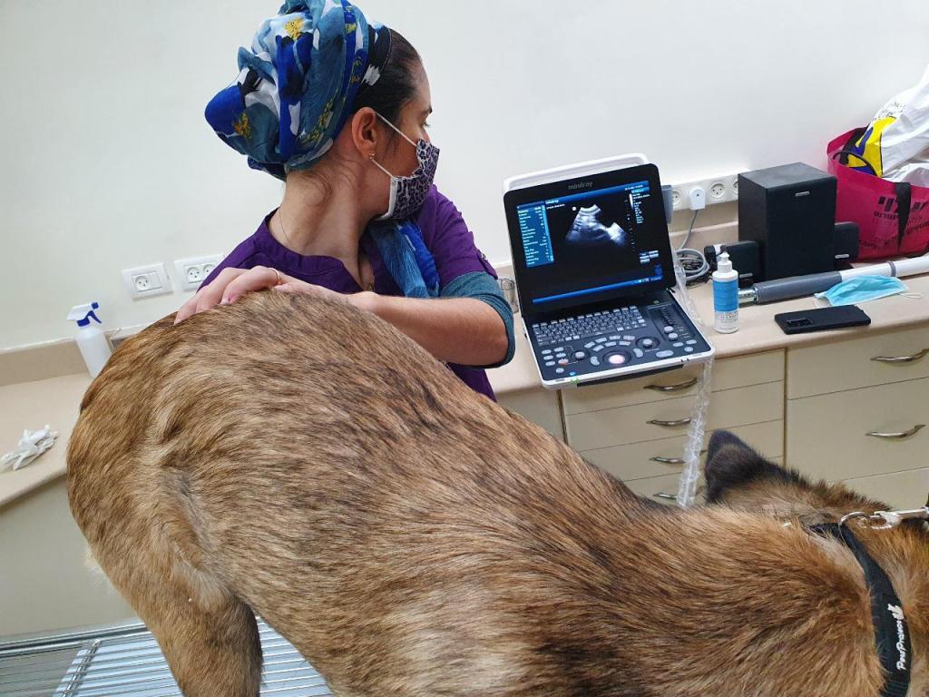 מרפאה וטרינרית קיפודן 18 מרפאה וטרינרית קיפודן 18