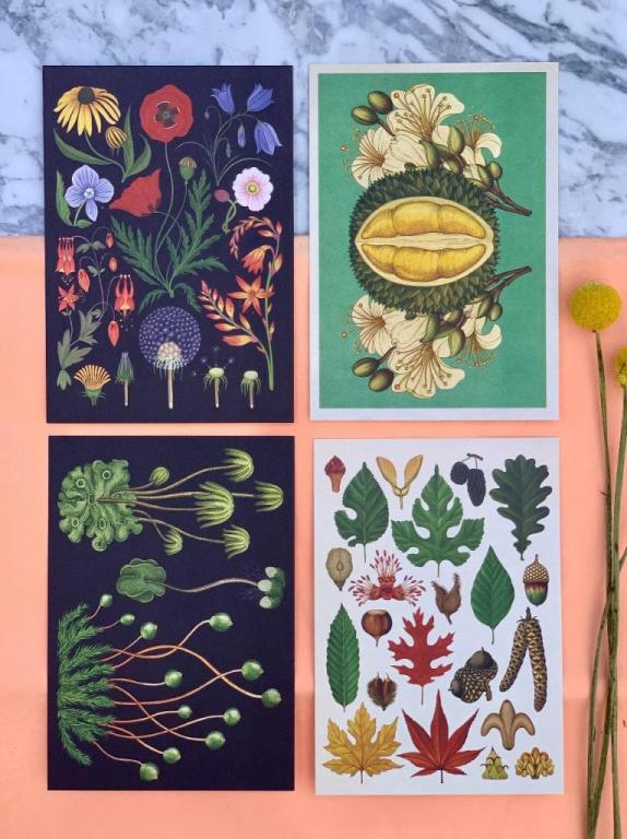 BLOOM פרחים צמחים מתנות BLOOM פרחים צמחים מתנות