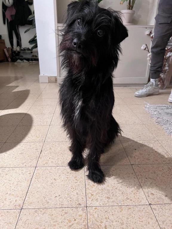 שחר וייס שחר וייס