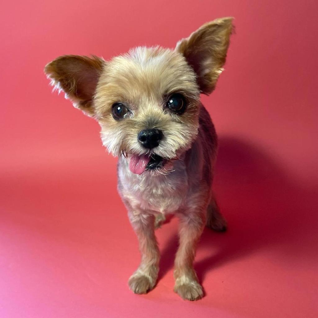 מספרת כלבים פאפיטו מספרת כלבים פאפיטו